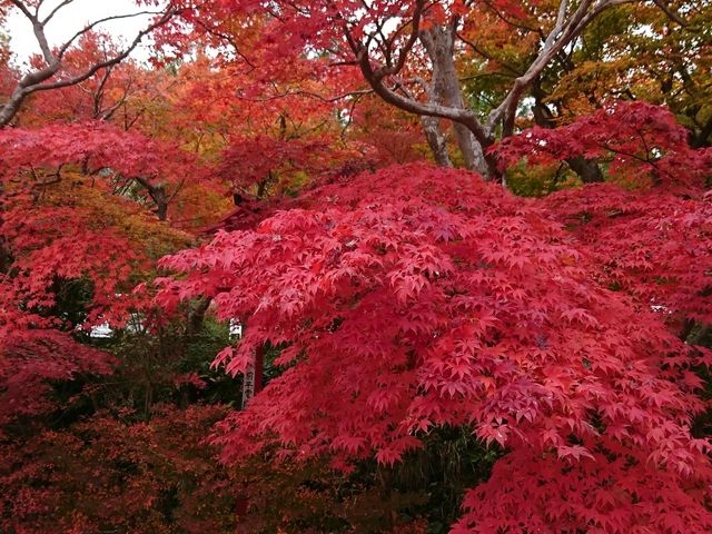 おーにんさんの鍬山神社の投稿写真1