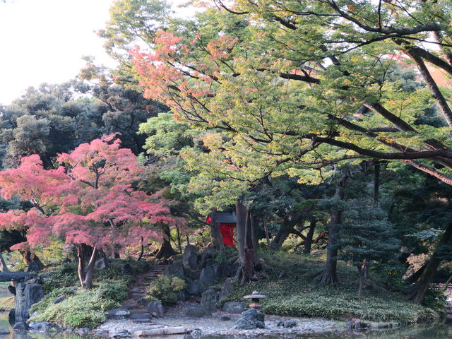 西日を浴びて落葉が大変美しかったです。_小石川後楽園