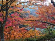 おったんさんの奥津渓の紅葉の投稿写真1