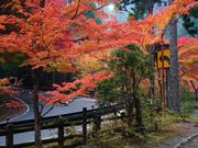 おったんさんの奥津渓の紅葉の投稿写真3