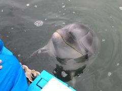 日本ドルフィンセンターの写真3