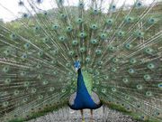 むらさんさんの別府ラクテンチの投稿写真2