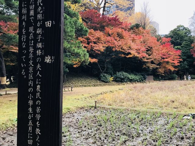 【小石川後楽園〜田端】収穫後の田んぼでした_田端(小石川後楽園)