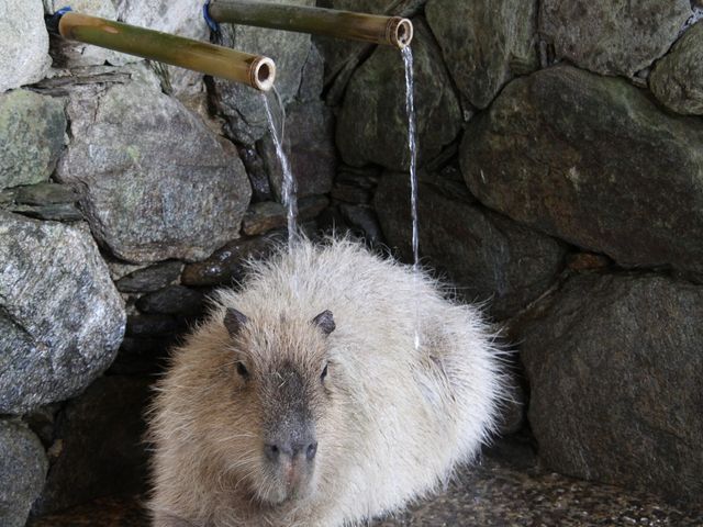 のんびり打たせ湯_長崎バイオパーク
