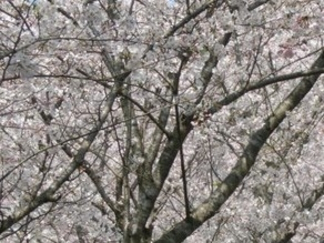 フルスピードさんの花の森公園の投稿写真1