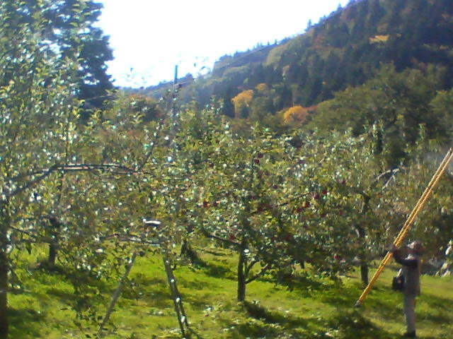 平塚果樹園3_平塚果樹園