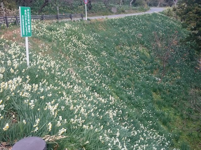 mon-tさんの水仙の投稿写真2