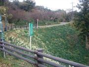 mon-tさんの水仙の投稿写真1