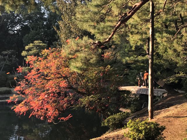 【六義園 渡月橋】朱に色づいたハゼの木の向こうに渡月橋_六義園 渡月橋