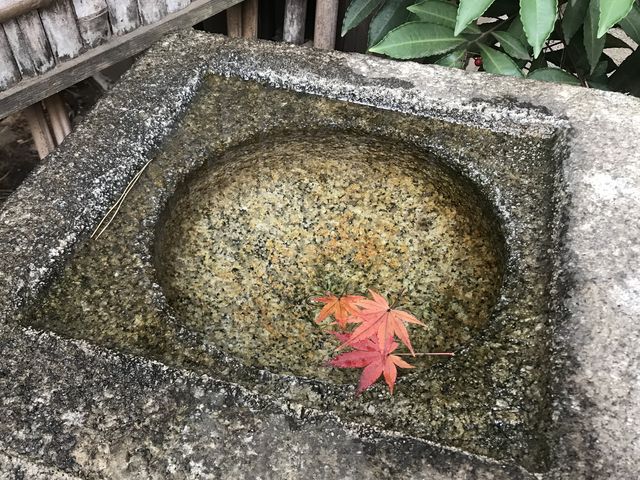 【殿ケ谷戸庭園】紅葉ふたひら、みひら_都立殿ヶ谷戸庭園