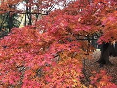 めのうさんの都立殿ヶ谷戸庭園への投稿写真1