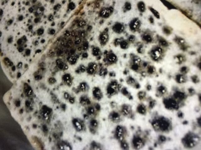 きんつば_喜八洲総本舗 阿倍野近鉄百貨店