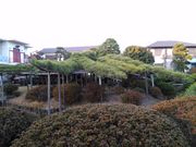 くまらさんの松本弁天臥竜の松の投稿写真1