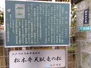 くまらさんの松本弁天臥竜の松の投稿写真3