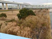 くまらさんの葛飾あらかわ水辺公園の投稿写真4