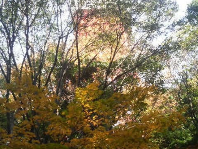 東京タワーの下のもみじ谷の紅葉_芝公園もみじ谷