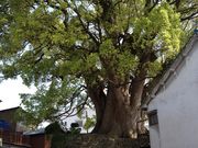 ひげはんさんの十五社の樟樹の投稿写真1