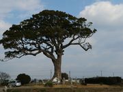 ごでゆわさんの長太の大楠の投稿写真1