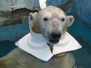 マックさんの天王寺動物園の投稿写真10