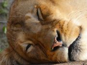 マックさんの天王寺動物園の投稿写真6