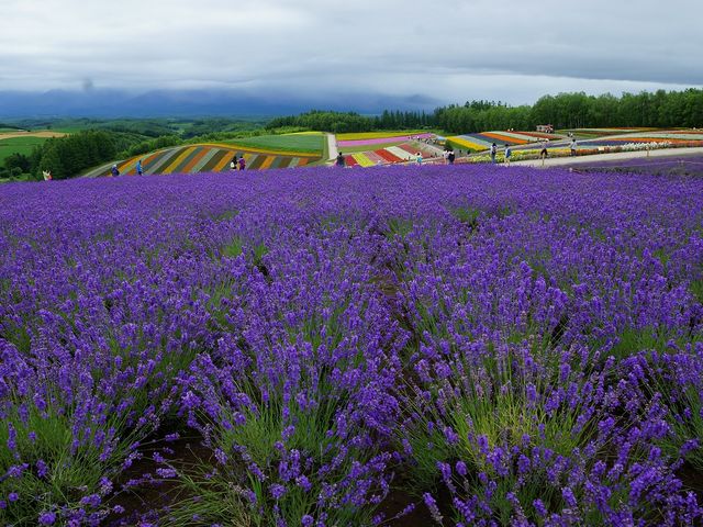 富良野のラベンダー_富良野