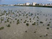 レナさんの漫湖の投稿写真1