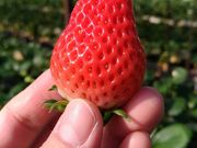 ゆたろうさんの伊豆長岡いちご狩りセンターの投稿写真1