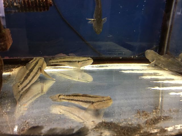 有明海のミニ水族館_有明海の干潟(肥前鹿島干潟)