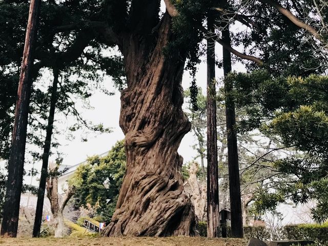 【小田原城跡のイヌマキ】_小田原城跡のイヌマキ