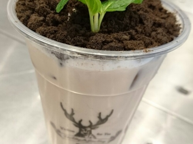 盆栽ミルクティー_ジ アレイ 恵比寿店
