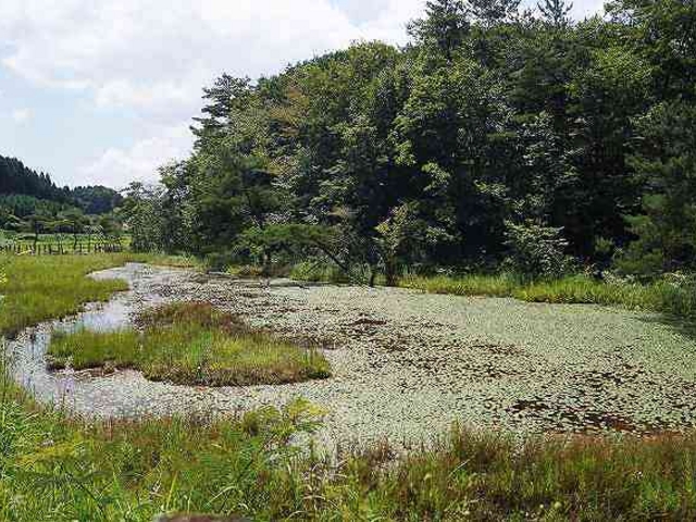 湿地_サギ草その他湿地植物