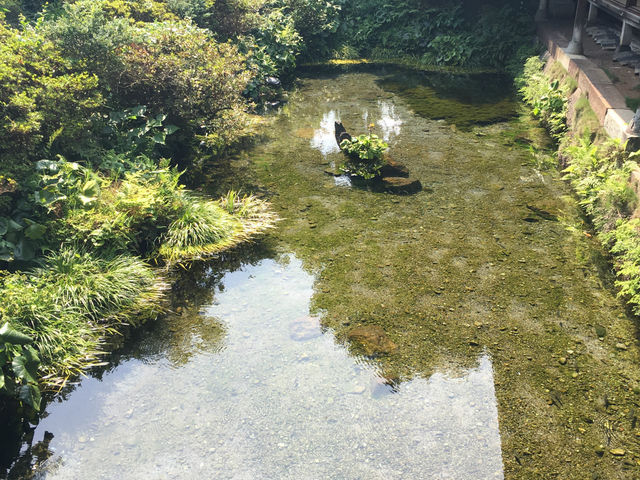 池_しまばら水屋敷