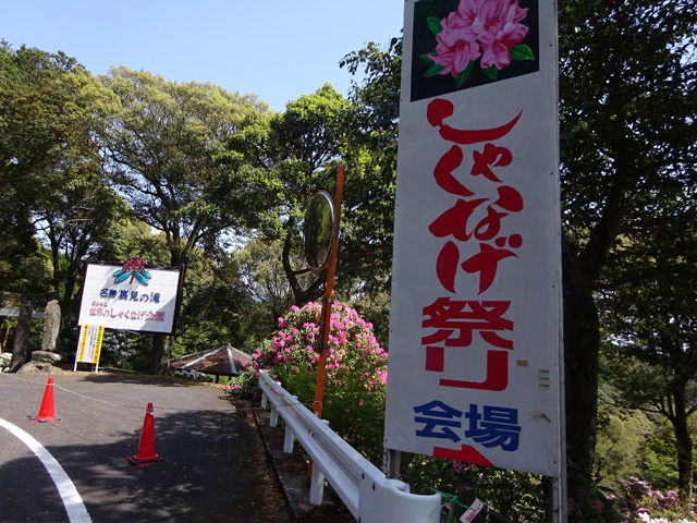 JOEさんの多良岳のシャクナゲの投稿写真1