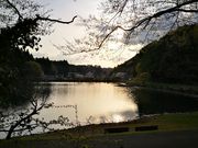 manabisさんの昭和の森の投稿写真1