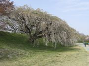 めたぼぼさんの木曽川堤の桜の投稿写真1