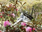 こぼらさんの室生寺の石楠花の投稿写真1