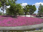 めたぼぼさんの三ツ又池公園の投稿写真1