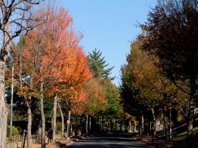 ひょうたん沼周辺の紅葉(2017年秋)_大堤(ひょうたん沼)