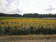 namaさんの津南ひまわり広場の投稿写真1