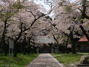 仙台人ブロガーの与平さんの坂元神社(蓑首城跡)の投稿写真1