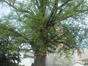 しょうこさんの津島神社のイチョウの投稿写真1