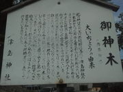 ひろみさんの津島神社のイチョウの投稿写真2