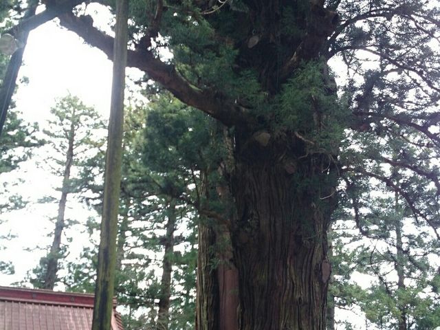 八幡神社の逆杉