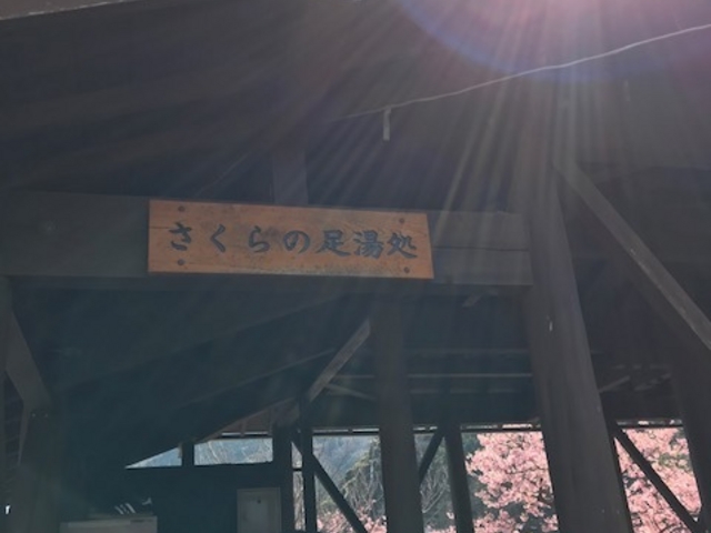 さくら足湯_さくらの足湯処