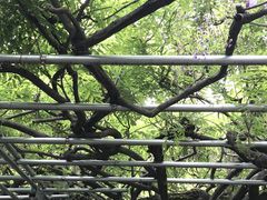 大歳神社の千年藤の写真1