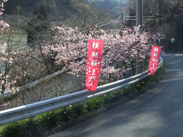 頼朝桜まつり_佐久間ダム湖親水公園
