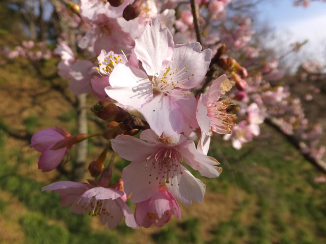 頼朝桜の花びら_佐久間ダム湖親水公園
