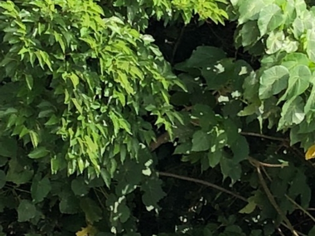 森林_阿波連自然植物園