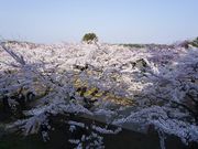 スカイブルーさんの五稜郭公園の桜の投稿写真1