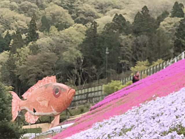 芝桜もきれいでした_ヤマサ蒲鉾株式会社 かまぼこ工房 夢鮮館